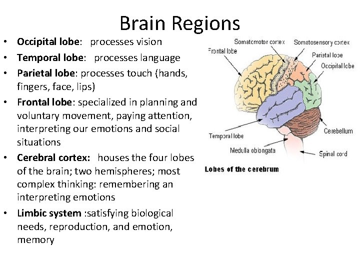 Brain Regions • Occipital lobe: processes vision • Temporal lobe: processes language • Parietal