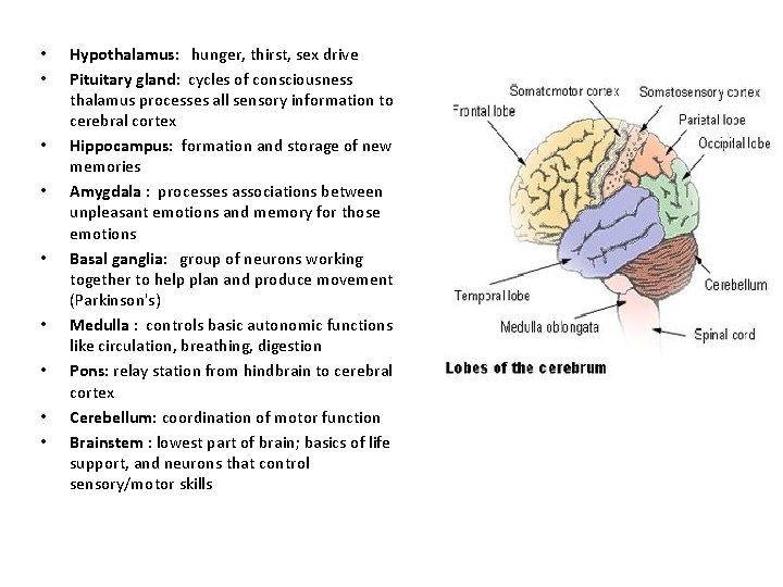  • • • Hypothalamus: hunger, thirst, sex drive Pituitary gland: cycles of consciousness