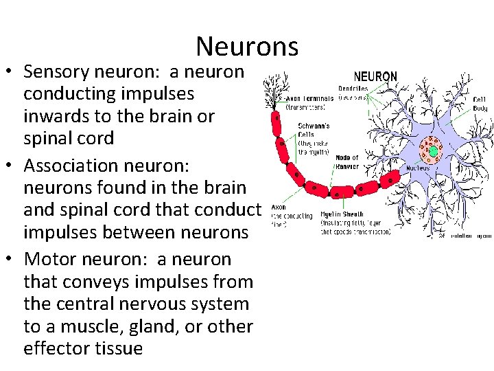 Neurons • Sensory neuron: a neuron conducting impulses inwards to the brain or spinal