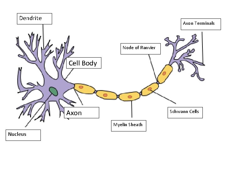 Dendrite Axon Terminals Node of Ranvier Cell Body Axon Schwann Cells Myelin Sheath Nucleus