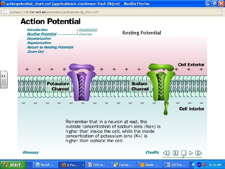 Action Potential Resting Potential 