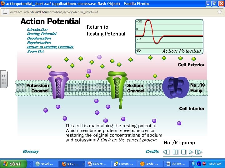 Return to Resting Potential Na+/K+ pump 