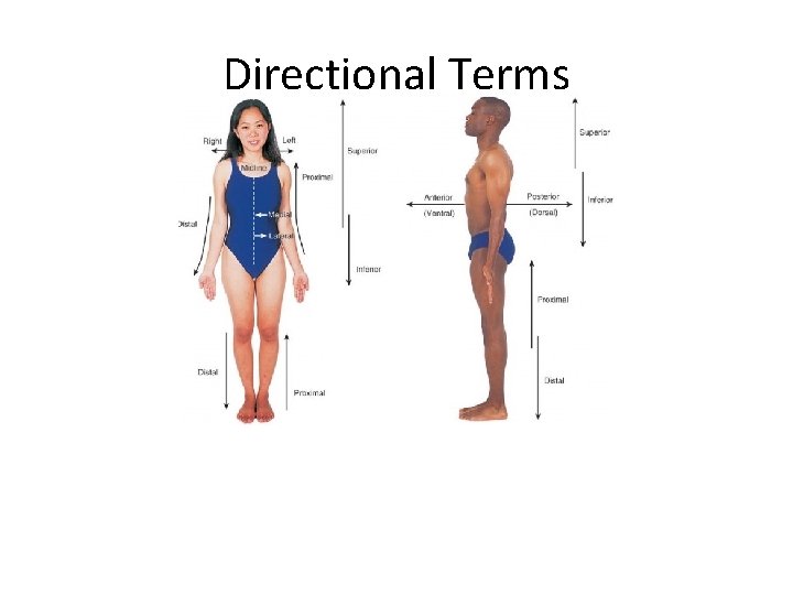 Directional Terms 