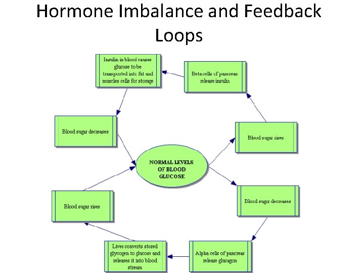 Hormone Imbalance and Feedback Loops 