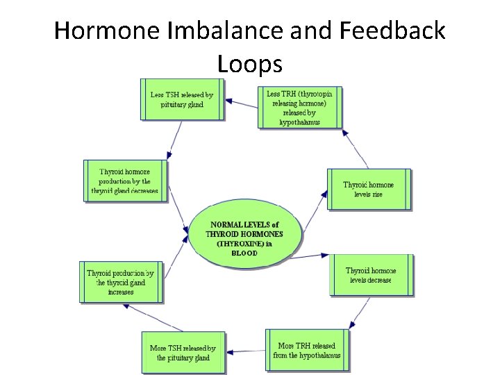 Hormone Imbalance and Feedback Loops 