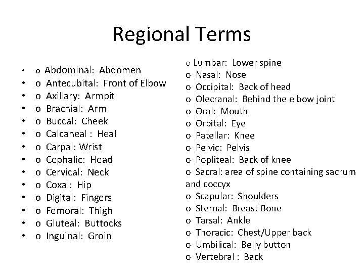 Regional Terms • • • • o Abdominal: Abdomen o Antecubital: Front of Elbow