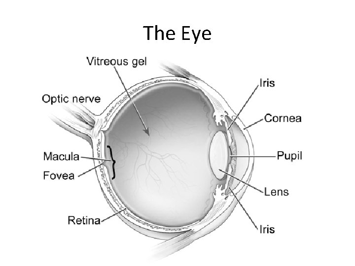 The Eye 