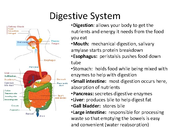 Digestive System • Digestion: allows your body to get the nutrients and energy it