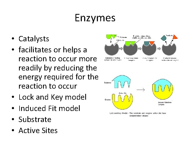 Enzymes • Catalysts • facilitates or helps a reaction to occur more readily by