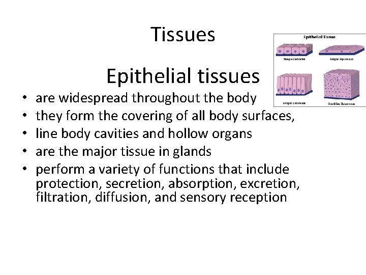 Tissues • • • Epithelial tissues are widespread throughout the body they form the