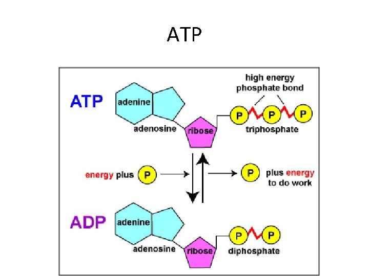 ATP 