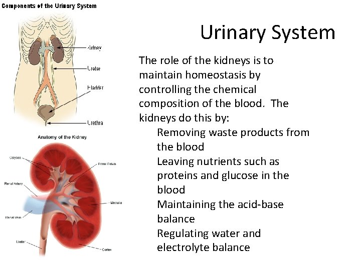 Urinary System The role of the kidneys is to maintain homeostasis by controlling the