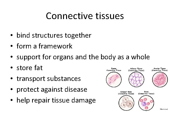 Connective tissues • • bind structures together form a framework support for organs and