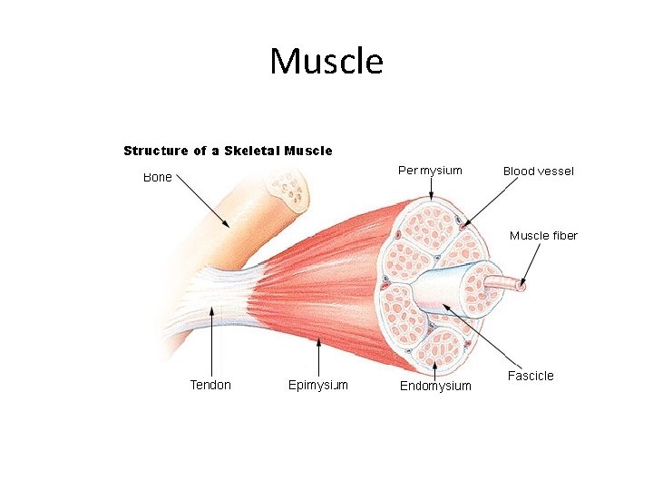 Muscle 