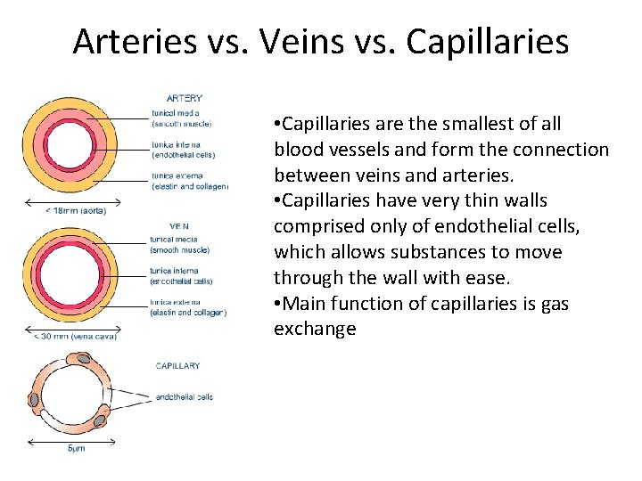 Arteries vs. Veins vs. Capillaries • Capillaries are the smallest of all blood vessels