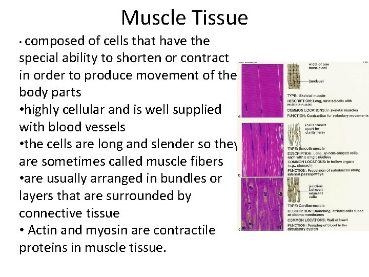 Muscle Tissue • composed of cells that have the special ability to shorten or