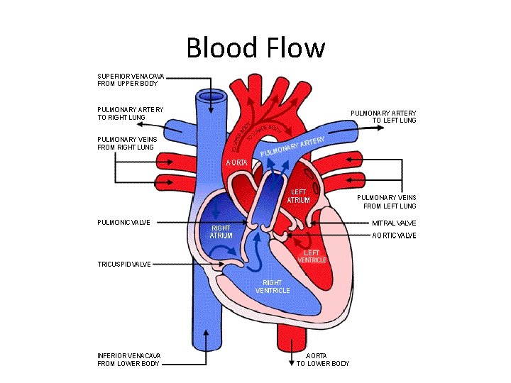 Blood Flow 