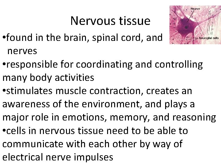 Nervous tissue • found in the brain, spinal cord, and nerves • responsible for