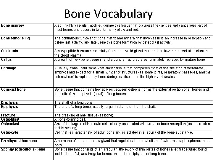 Bone Vocabulary Bone marrow A soft highly vascular modified connective tissue that occupies the