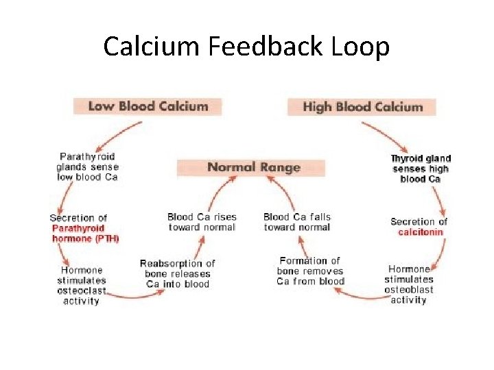 Calcium Feedback Loop 