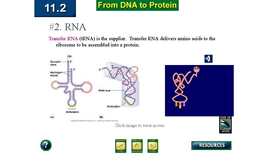 #2. RNA Transfer RNA (t. RNA) is the supplier. Transfer RNA delivers amino acids