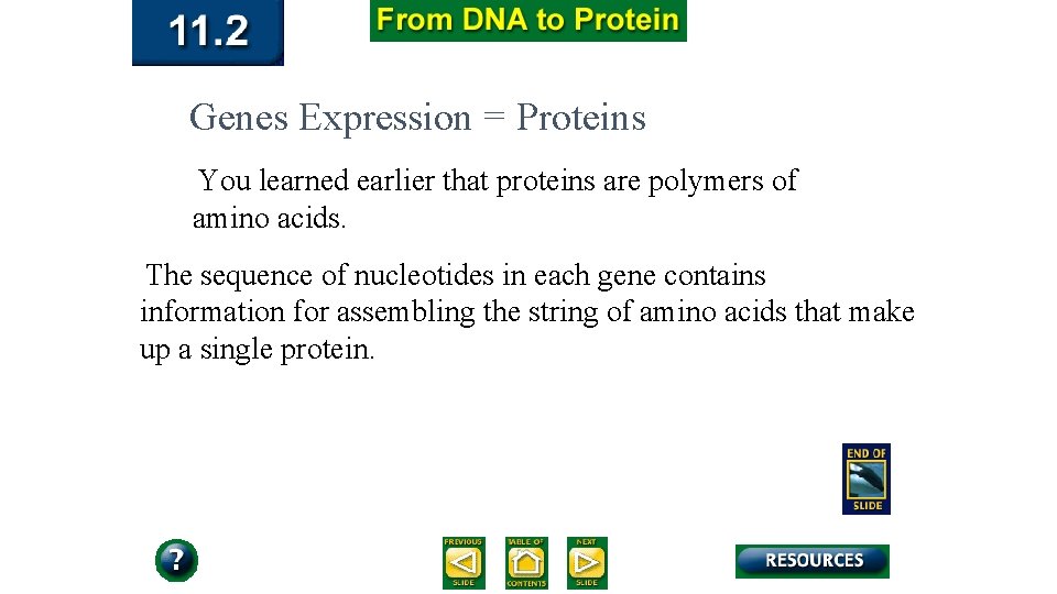 Genes Expression = Proteins You learned earlier that proteins are polymers of amino acids.