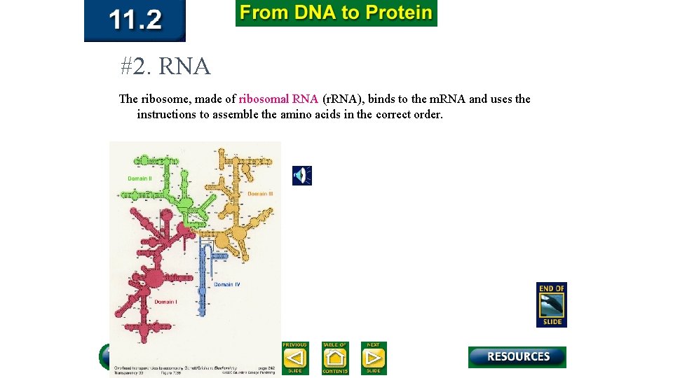 #2. RNA The ribosome, made of ribosomal RNA (r. RNA), binds to the m.