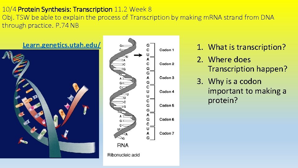 10/4 Protein Synthesis: Transcription 11. 2 Week 8 Obj. TSW be able to explain