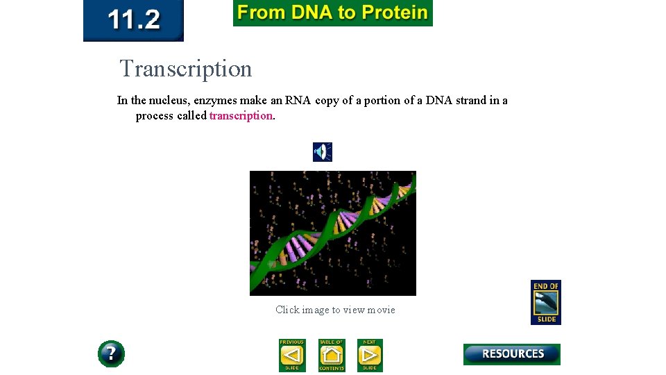 Transcription In the nucleus, enzymes make an RNA copy of a portion of a