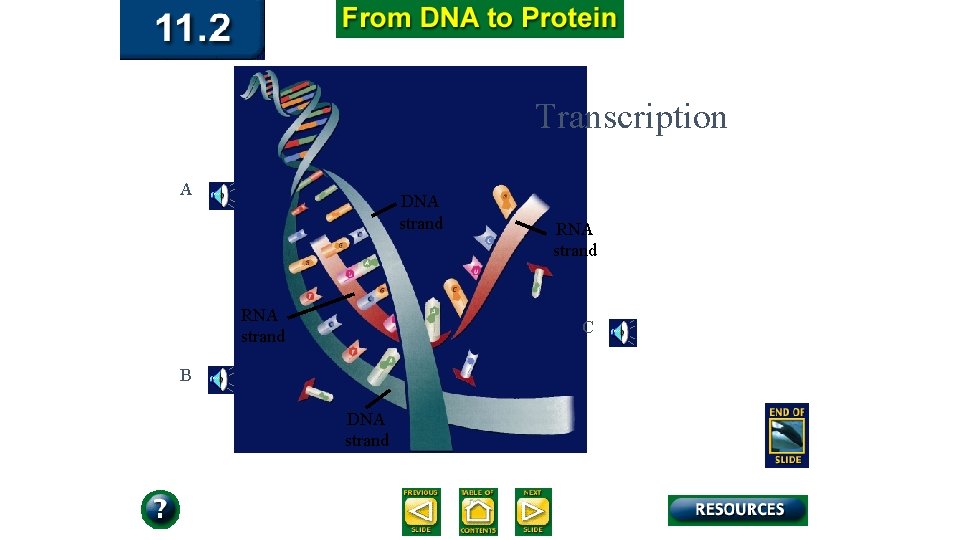 Transcription A DNA strand RNA strand C B DNA strand 