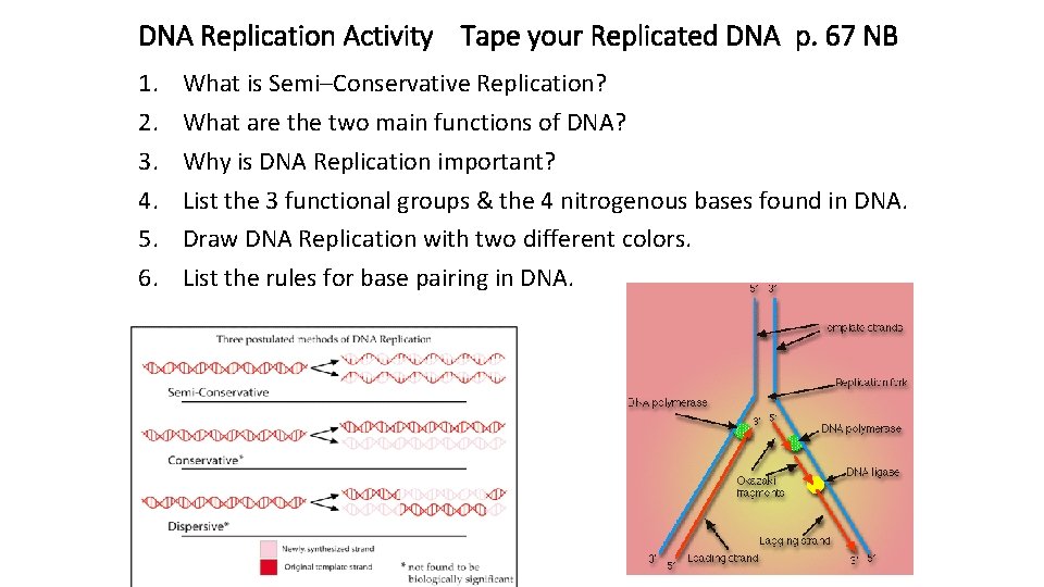 DNA Replication Activity Tape your Replicated DNA p. 67 NB 1. 2. 3. 4.
