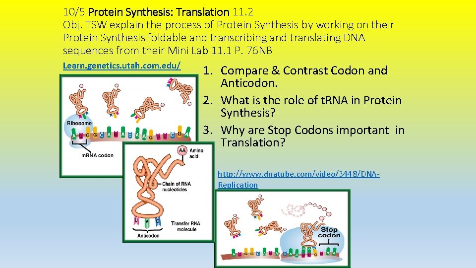 10/5 Protein Synthesis: Translation 11. 2 Obj. TSW explain the process of Protein Synthesis