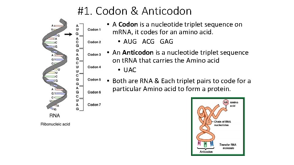 #1. Codon & Anticodon • A Codon is a nucleotide triplet sequence on m.