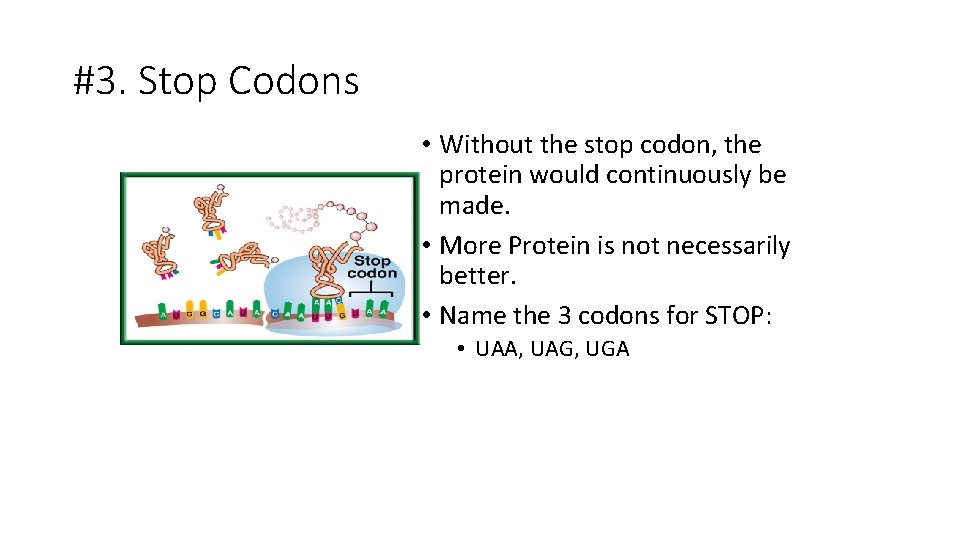#3. Stop Codons • Without the stop codon, the protein would continuously be made.