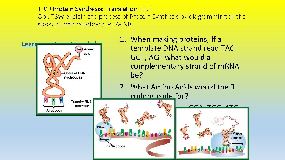 10/9 Protein Synthesis: Translation 11. 2 Obj. TSW explain the process of Protein Synthesis