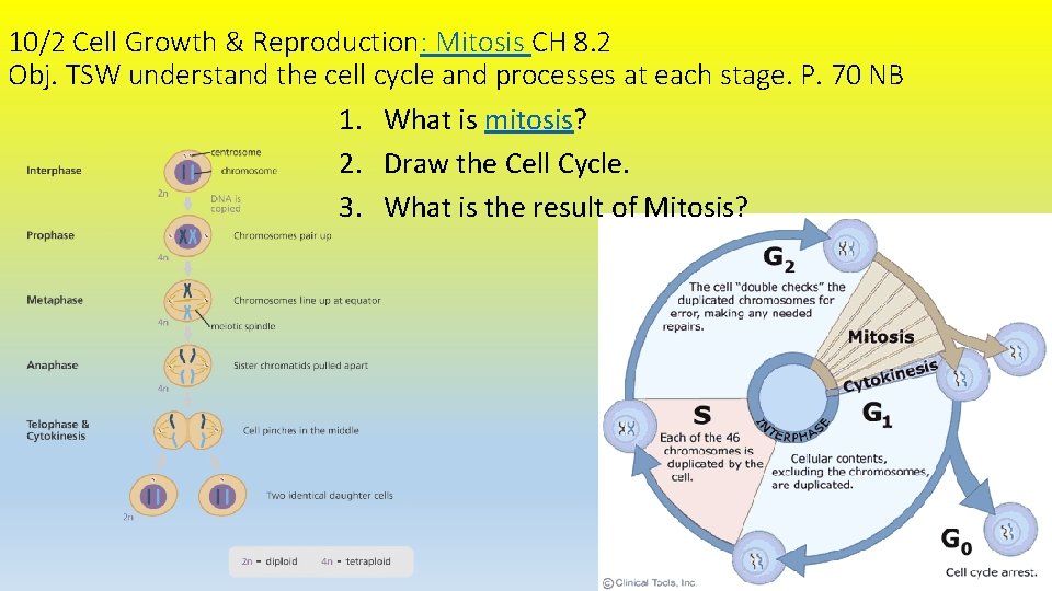 10/2 Cell Growth & Reproduction: Mitosis CH 8. 2 Obj. TSW understand the cell
