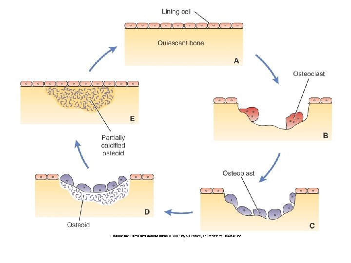 are your bones made up of calcium
