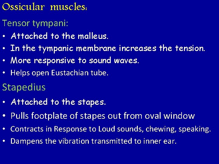 Ossicular muscles: Tensor tympani: • • Attached to the malleus. In the tympanic membrane