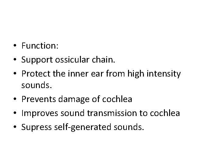  • Function: • Support ossicular chain. • Protect the inner ear from high