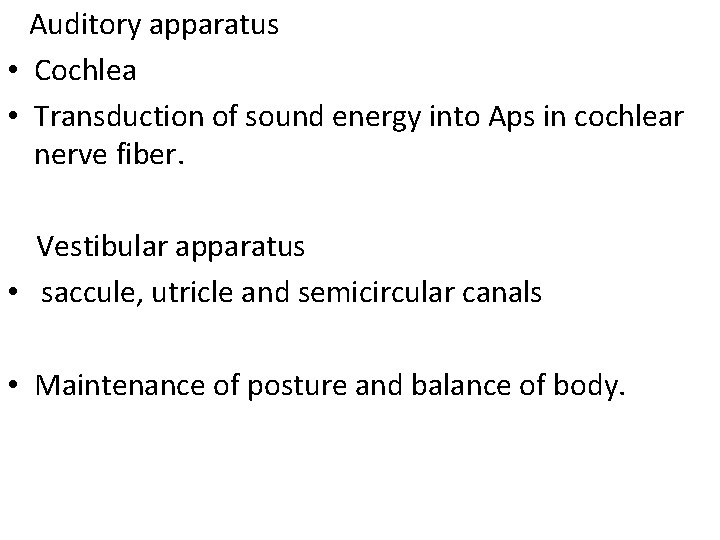 Auditory apparatus • Cochlea • Transduction of sound energy into Aps in cochlear nerve