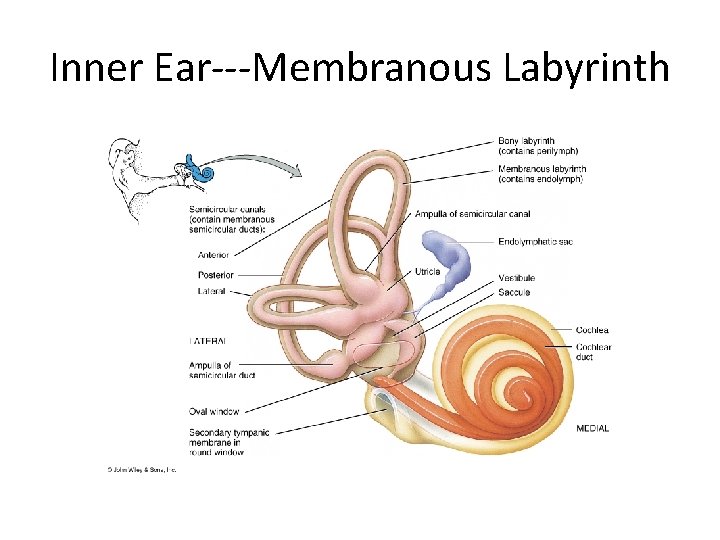 Inner Ear---Membranous Labyrinth 