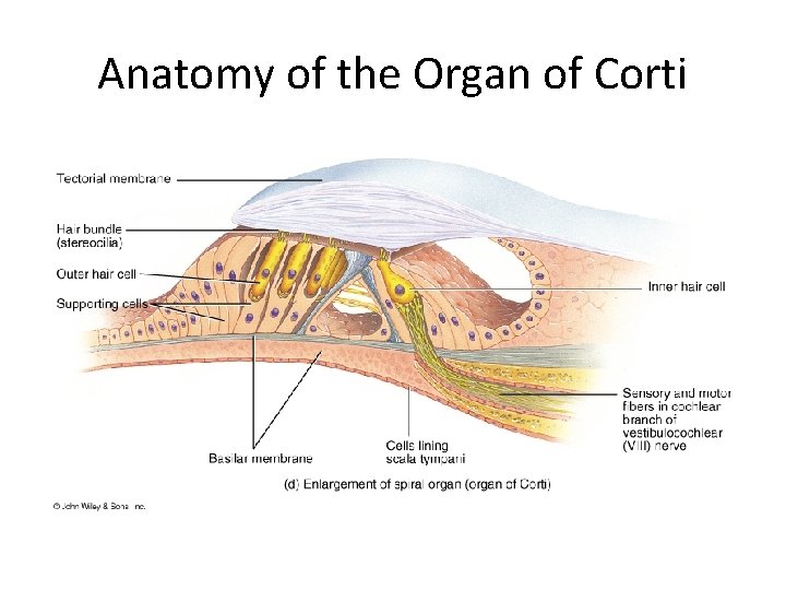 Anatomy of the Organ of Corti 