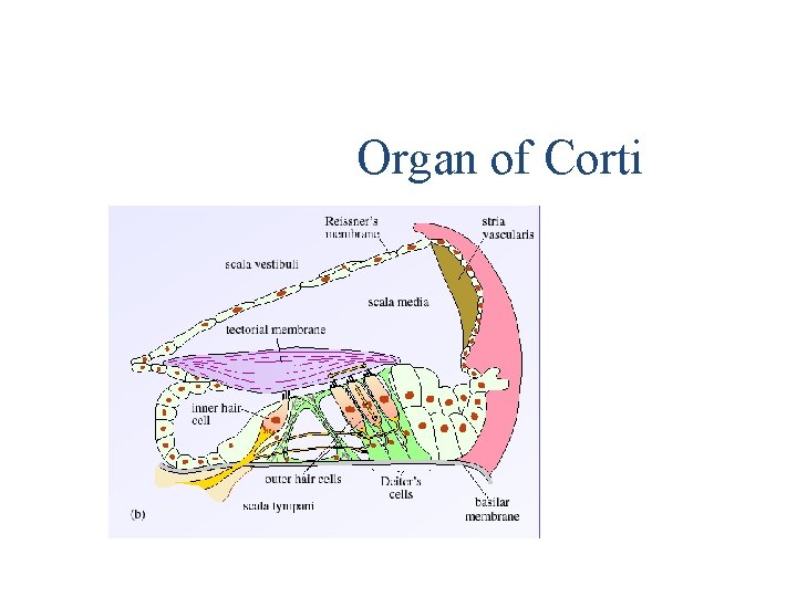 Organ of Corti 