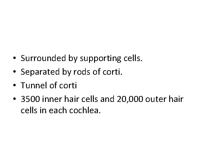  • • Surrounded by supporting cells. Separated by rods of corti. Tunnel of