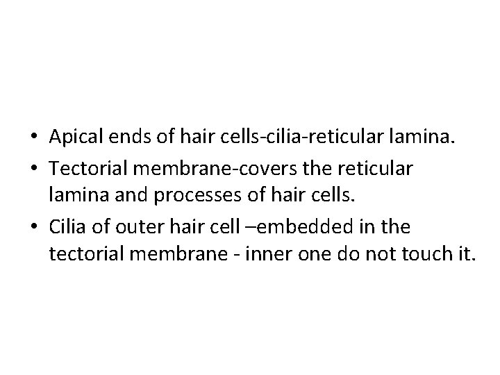  • Apical ends of hair cells-cilia-reticular lamina. • Tectorial membrane-covers the reticular lamina