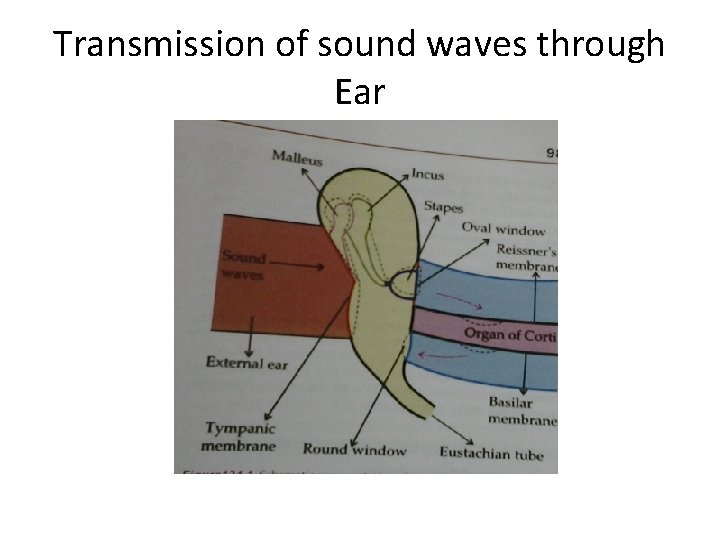 Transmission of sound waves through Ear 