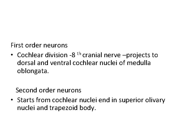 First order neurons • Cochlear division -8 th cranial nerve –projects to dorsal and