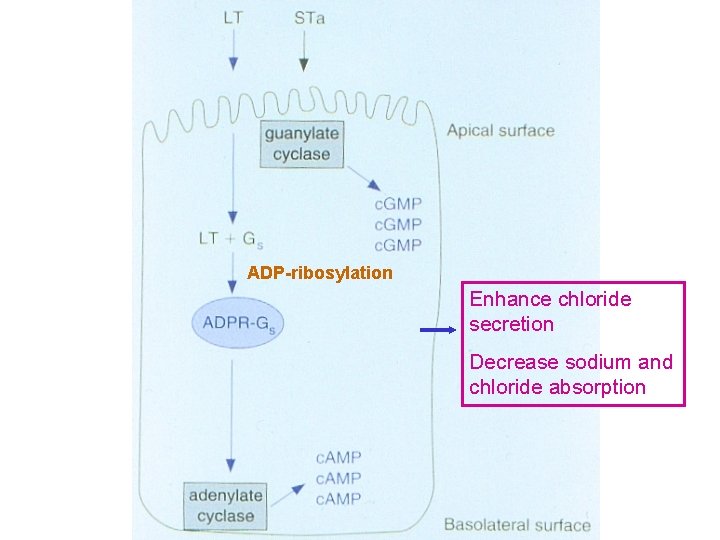 ADP-ribosylation Enhance chloride secretion Decrease sodium and chloride absorption 