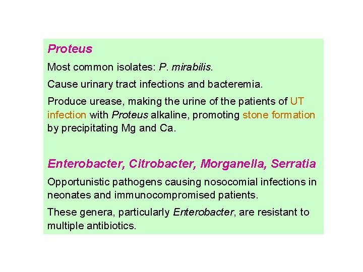 Proteus Most common isolates: P. mirabilis. Cause urinary tract infections and bacteremia. Produce urease,