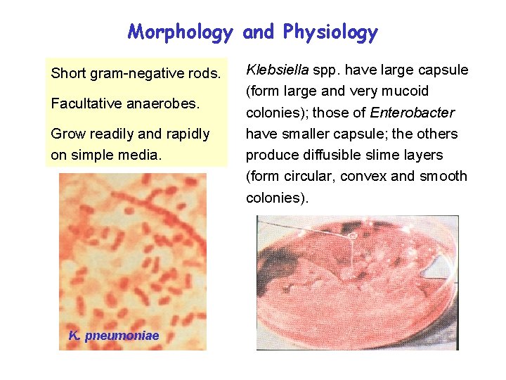 Morphology and Physiology Short gram-negative rods. Facultative anaerobes. Grow readily and rapidly on simple